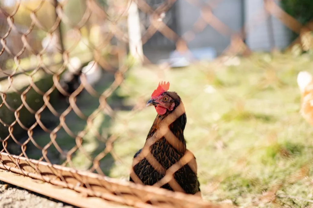 Chicken Back Yard Photo by Yan Krukau