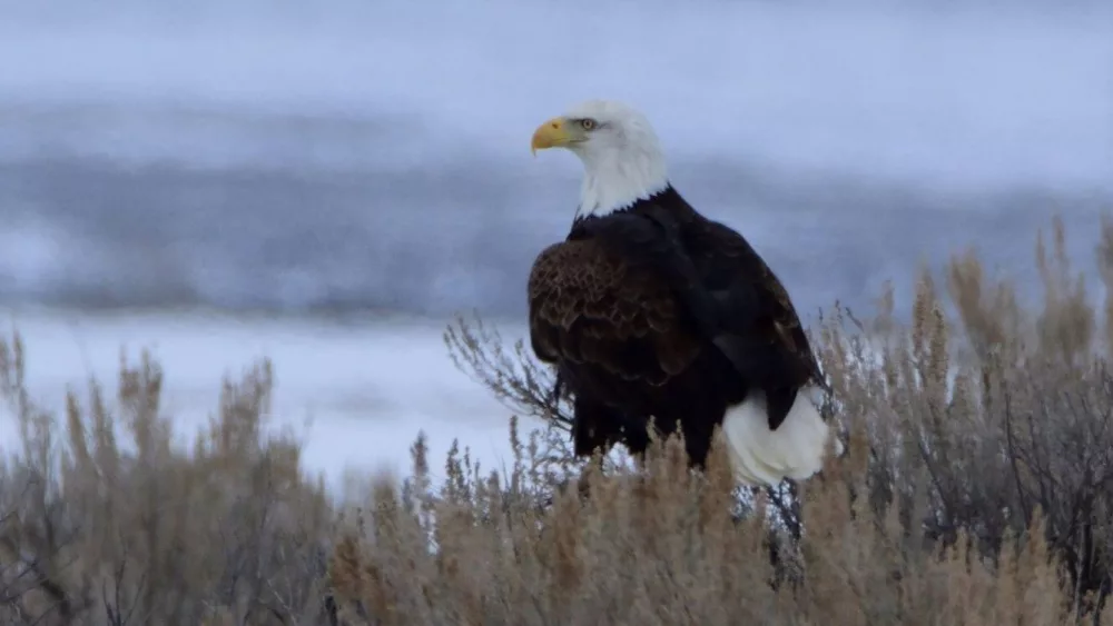 Bald Eagle