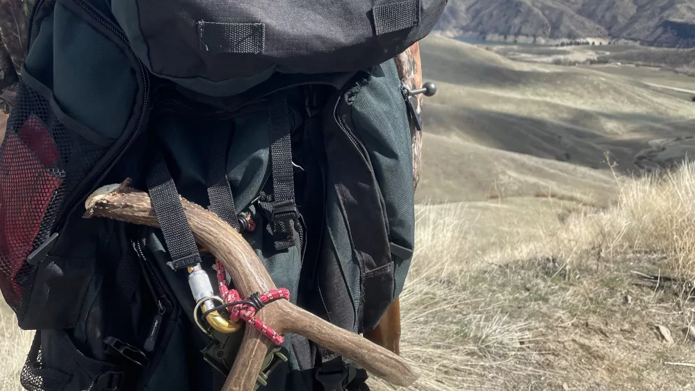 mule deer_shed_hunting_2021