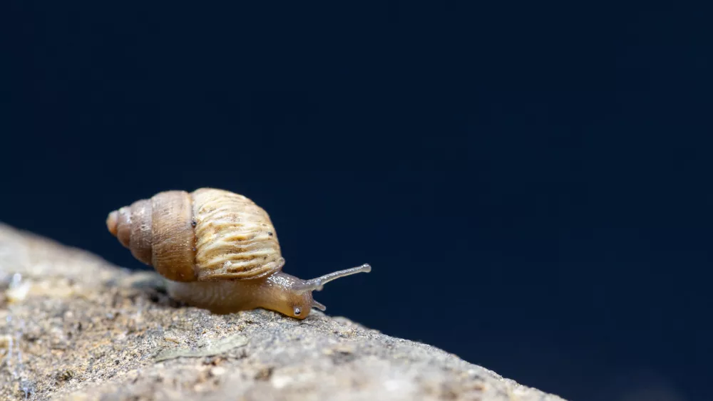 Three University of Idaho researchers travel to the Galapagos Islands in search of clues unlocking the mysteries of evolution through the study if snails on the pristine, untouched volcanic archipelago 700 miles off the coast of Ecuador. - Photo by Jim Aikman