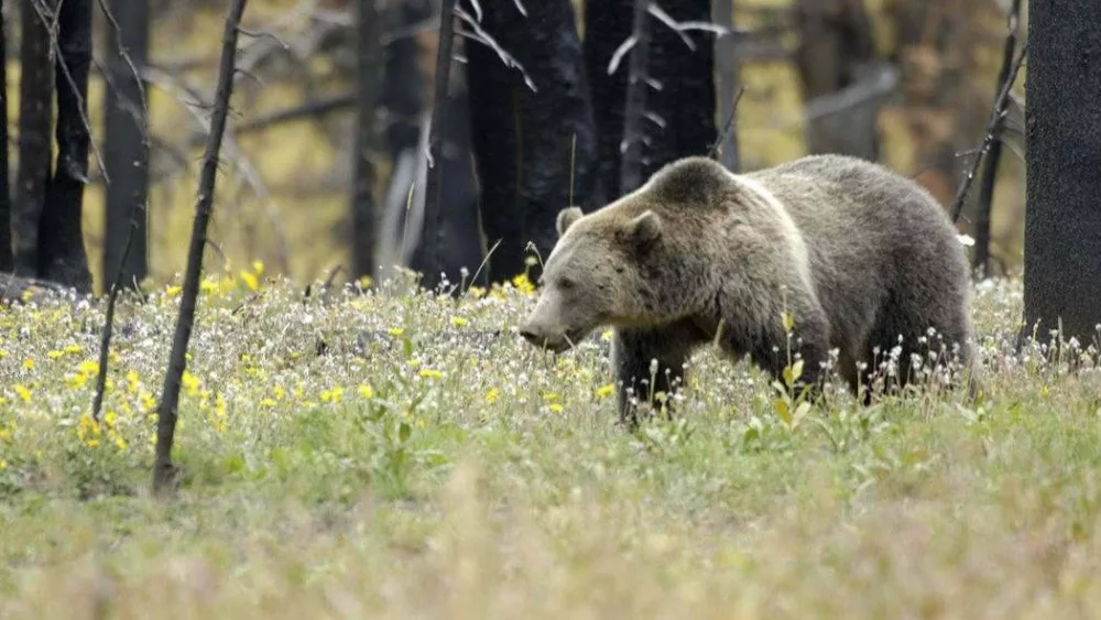 Grizzly Bear
