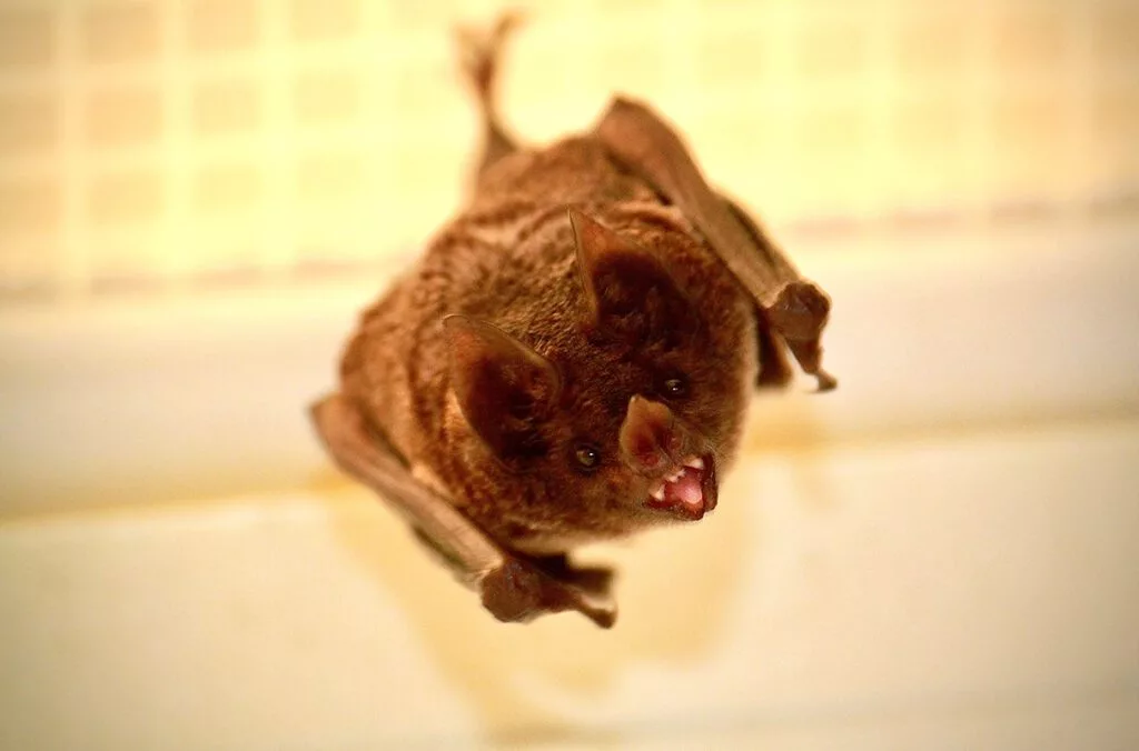 A Carollia perspicillata bat from a colony that had been maintained at WSU Vancouver. (Photo courtesy of WSU)