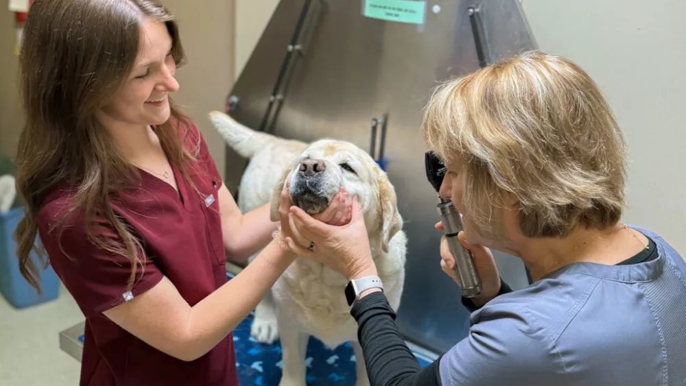In this photo provided by Tori Wallingford, Tori, left, a third-year student in Washington State University's College of Veterinary Medicine, examines a dog with her mother, Deborah Wallingford, right, who is a veterinarian at the Cat & Dog Clinic of Bellevue, on Tuesday, May 6, 2025, in Bellevue, Wash. (College of Veterinary Medicine/Courtesy Tori Wallingford)
