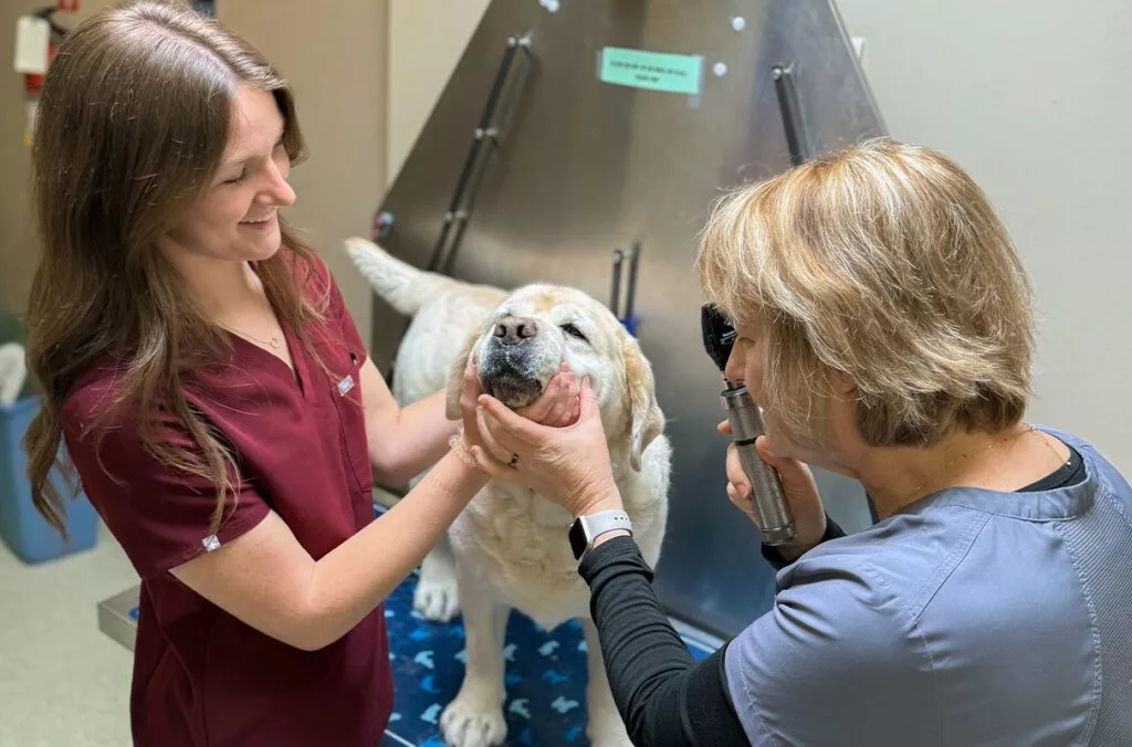 In this photo provided by Tori Wallingford, Tori, left, a third-year student in Washington State University's College of Veterinary Medicine, examines a dog with her mother, Deborah Wallingford, right, who is a veterinarian at the Cat & Dog Clinic of Bellevue, on Tuesday, May 6, 2025, in Bellevue, Wash. (College of Veterinary Medicine/Courtesy Tori Wallingford)