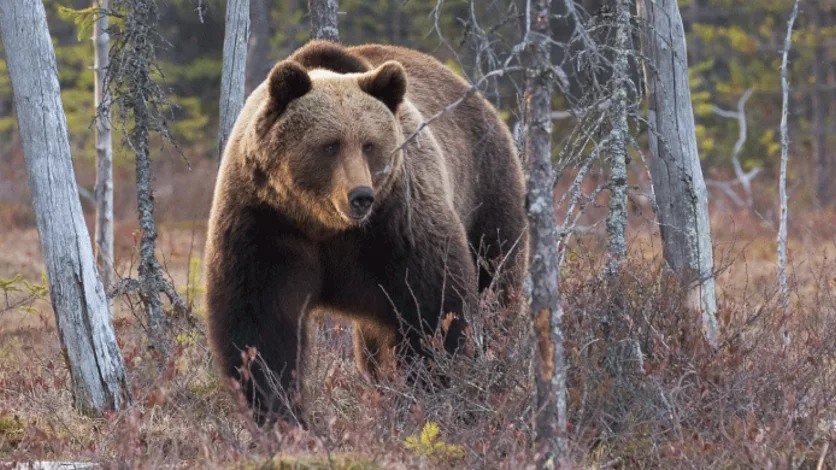 Grizzly Bear