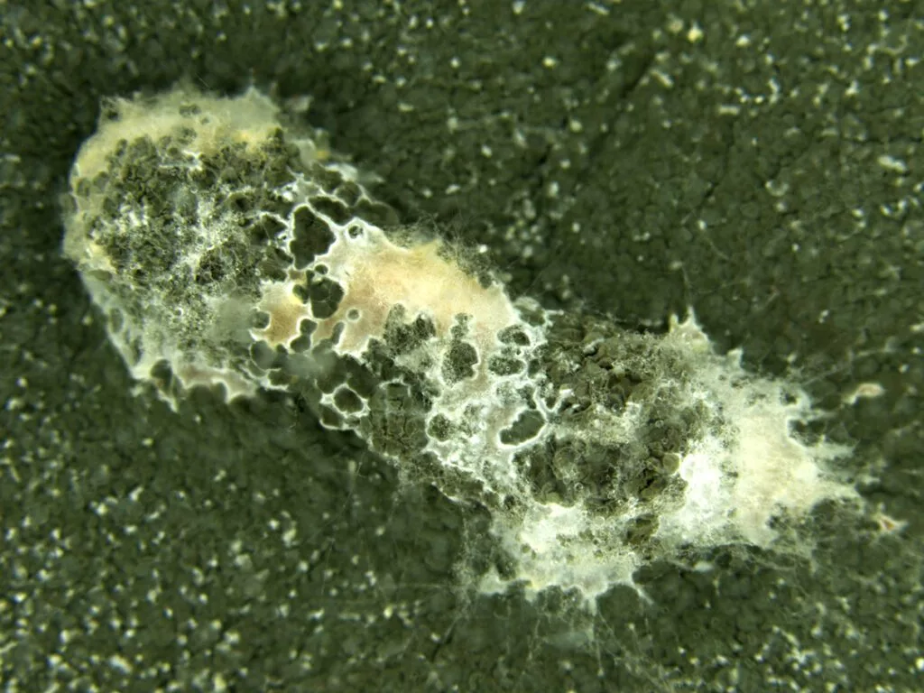 A Metarhizium fungus feeds on a dead codling moth larvae in a WSU lab experiment. WSU researchers are studying three different fungal strains that show potential to parasitize and kill codling moth, a perennial pest in Northwest apple and pear orchards. (Photo by TFREC)