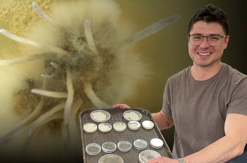 César Reyes Corral, graduate research assistant based at Wenatchee, Washington, holds petri dishes used to grow and study pathogens of tree fruit pests, including fungi that may be able to defend against codling moth. Behind him, Ophiocordyceps fungus feeds on a dead codling moth larvae in a WSU lab experiment. (Composite featuring photos by CAHNRS and TFREC)