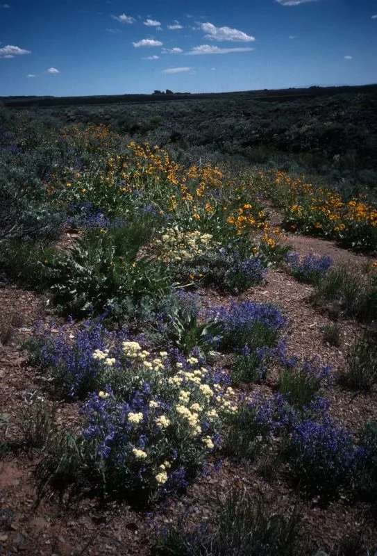 Wildflowers in bloom at Craters of the Moon National Monument and Preserve in southern Idaho. (Photo courtesy of the National Park Service)