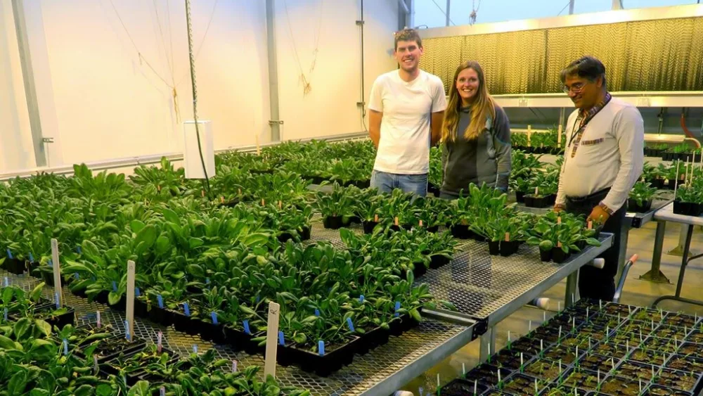 Researchers at the WSU Mount Vernon Northwestern Washington Research & Extension Center recently published a paper that showed some varieties of wild spinach are resistant to a fungal disease that wreaks havoc in the cultivated varieties of spinach. From left, PhD student Alex Batson; Bryn Hulbert, field rep for Syngenta Seeds; and Sanjaya Gyawali, postdoctoral research associate and first author of the paper published recently in Scientific Reports. (Photo courtesy of Lindsey du Toit)