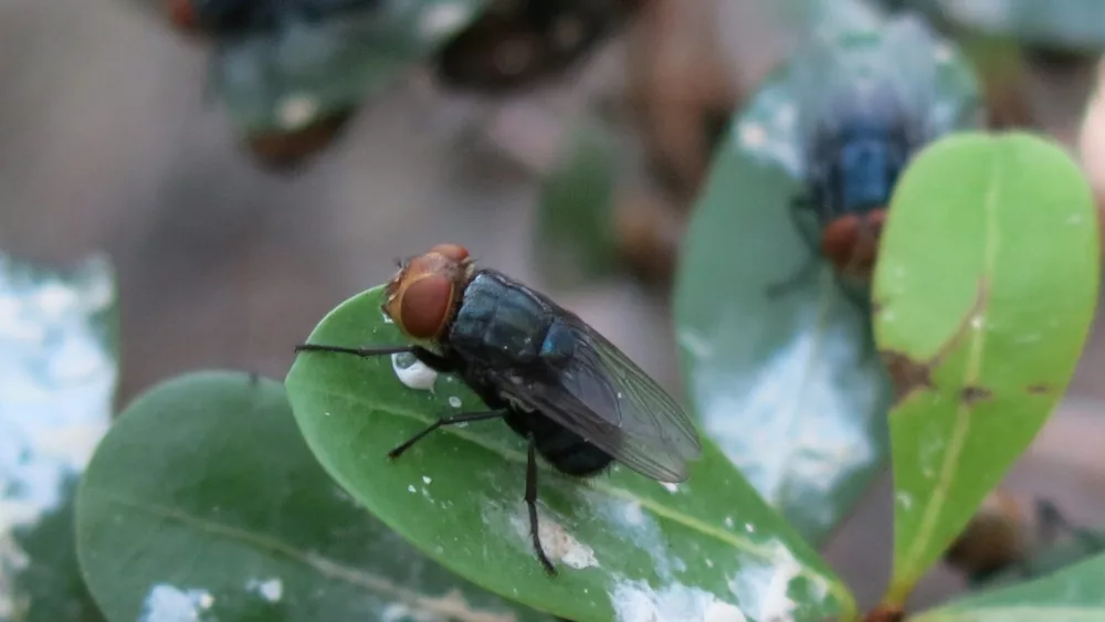 New World screwworm (NWS, Cochliomyia hominivorax)