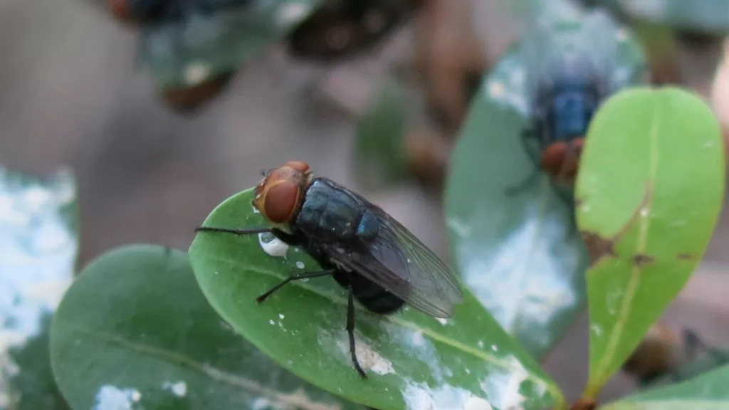 New World screwworm (NWS, Cochliomyia hominivorax)