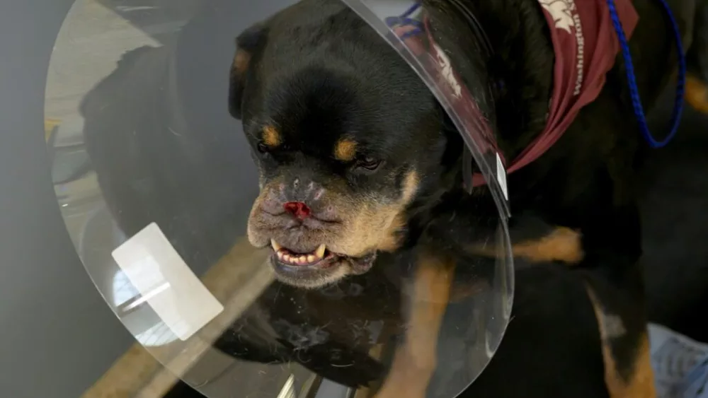Howie, a 10-year-old Rottweiler owned by Gavin Rogers of Spokane, is shown wearing a cone during a check-up appointment at the Veterinary Teaching Hospital at WSU's College of Veterinary Medicine on Monday, March 31, 2025, in Pullman. Howie had a portion of his nose removed after a sudden diagnosis of an aggressive skin cancer. (Photo by College of Veterinary Medicine/Ted S. Warren)