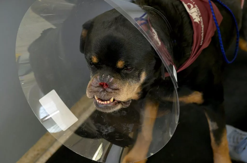 Howie, a 10-year-old Rottweiler owned by Gavin Rogers of Spokane, is shown wearing a cone during a check-up appointment at the Veterinary Teaching Hospital at WSU's College of Veterinary Medicine on Monday, March 31, 2025, in Pullman. Howie had a portion of his nose removed after a sudden diagnosis of an aggressive skin cancer. (Photo by College of Veterinary Medicine/Ted S. Warren)