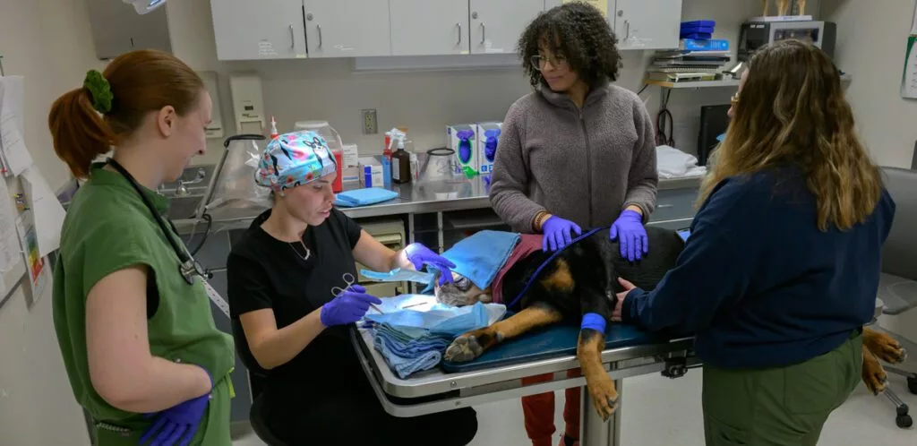 Joanna Acosta, second from left, a veterinary resident in small animal surgery, removes stitches from the nose area of Howie as fourth-year veterinary medicine students Bryndalyn Corey, left, Sam Amey-Gonzalez, second from right, and Maddy Boehland, right, look on at the Veterinary Teaching Hospital at WSU’s College of Veterinary Medicine on Monday, March 31, 2025, in Pullman. (Photo by College of Veterinary Medicine/Ted S. Warren)