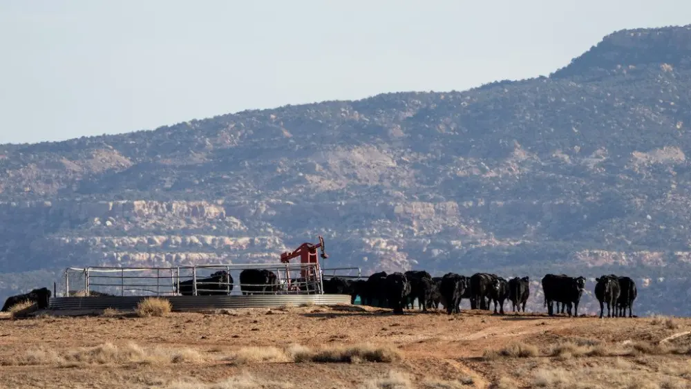 Cattle gather around a watering hole on federal land near Monticello, Utah. Utah is among several Western states seeking to reduce federal land ownership. (Photo by Spenser Heaps for Utah News Dispatch)