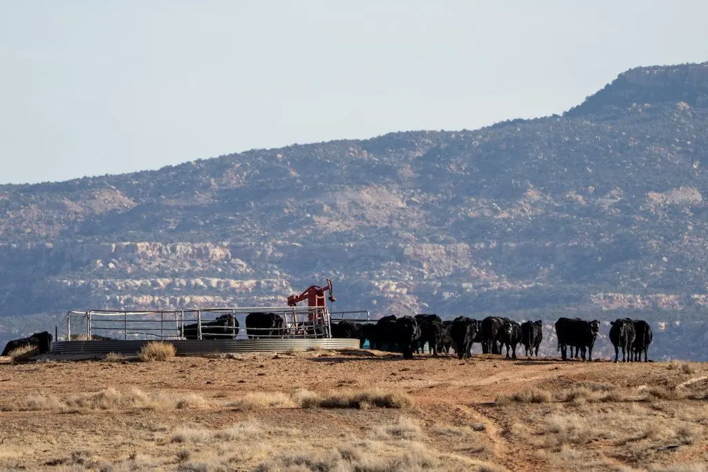 Cattle gather around a watering hole on federal land near Monticello, Utah. Utah is among several Western states seeking to reduce federal land ownership. (Photo by Spenser Heaps for Utah News Dispatch)