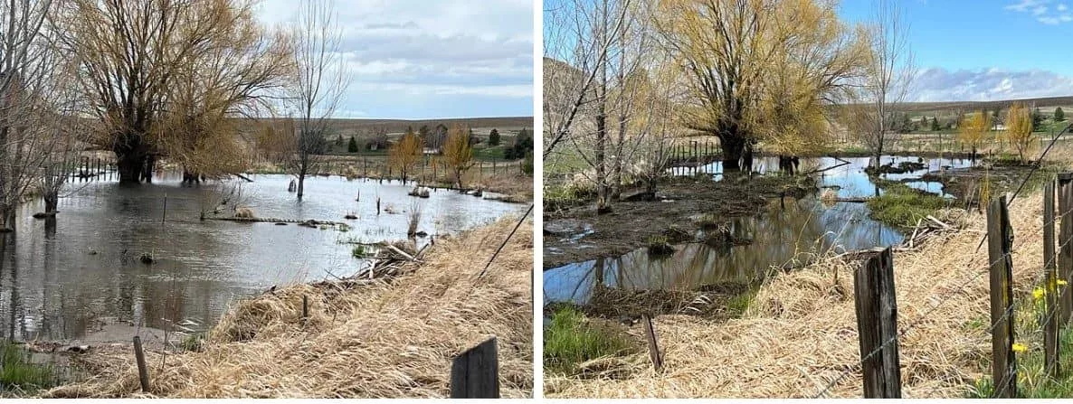 Before and after: standing water in John Brown's barnyard during flooding (left) and immediately after a pond leveler was installd (right) to mitigate the impacts of beaver dams - Photo courtesy of John Brown
