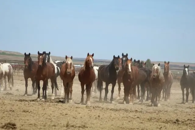 Bruneau Off-Range Wild Horse Corral wild horses to be featured in the Online Corral Event