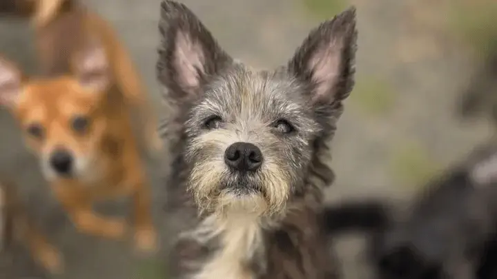 Paws and Claws Pet Rescue