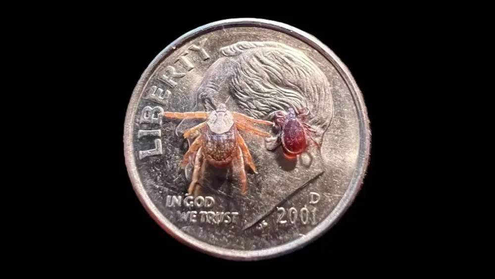ticks