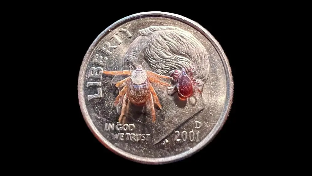 ticks