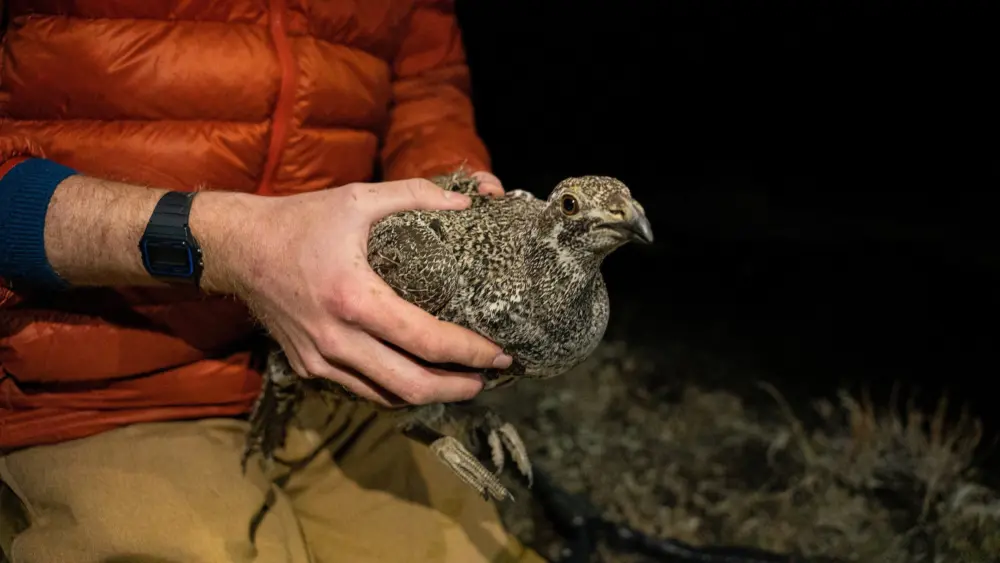 A sage-grouse gets radio-collared as part of a 10-year U of I study delving into the effects of cattle on sage-grouse habitat.