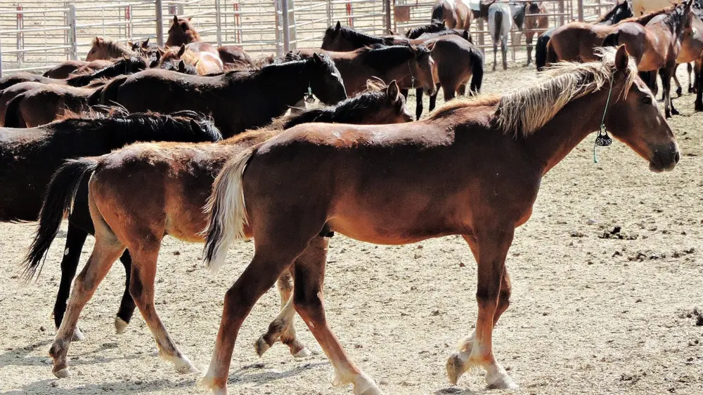 Geldings by Beverly Shaffer, BLM volunteer