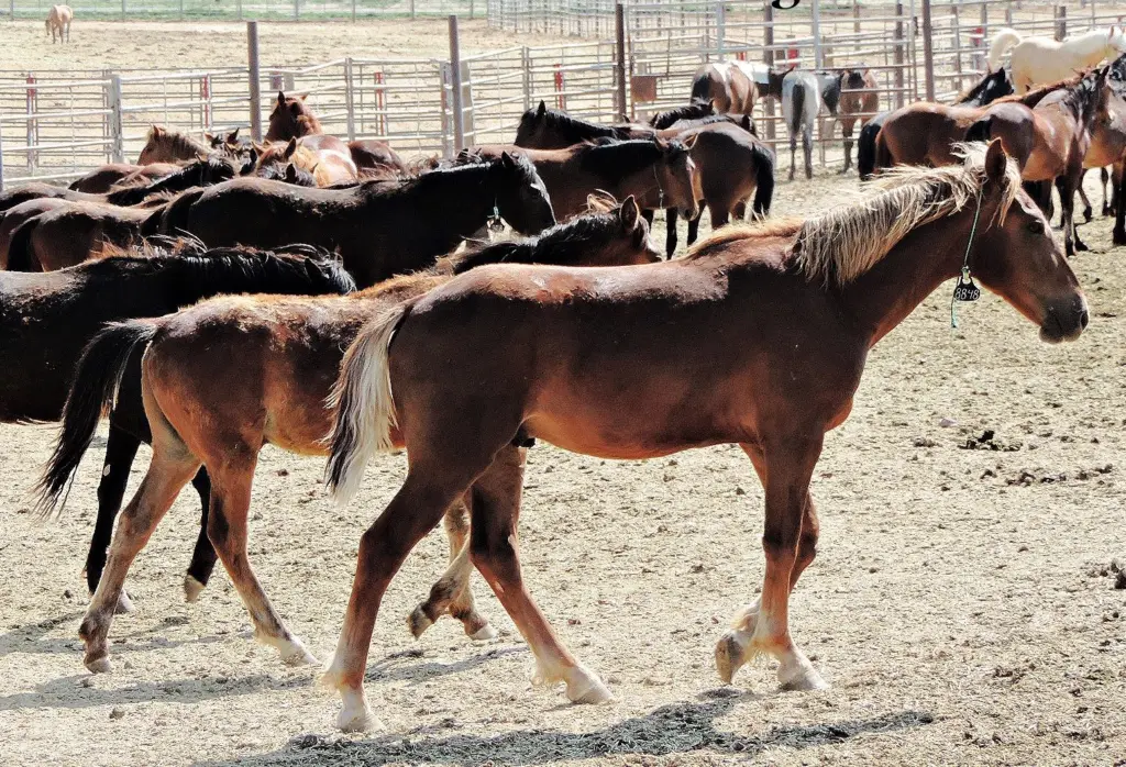 Geldings by Beverly Shaffer, BLM volunteer