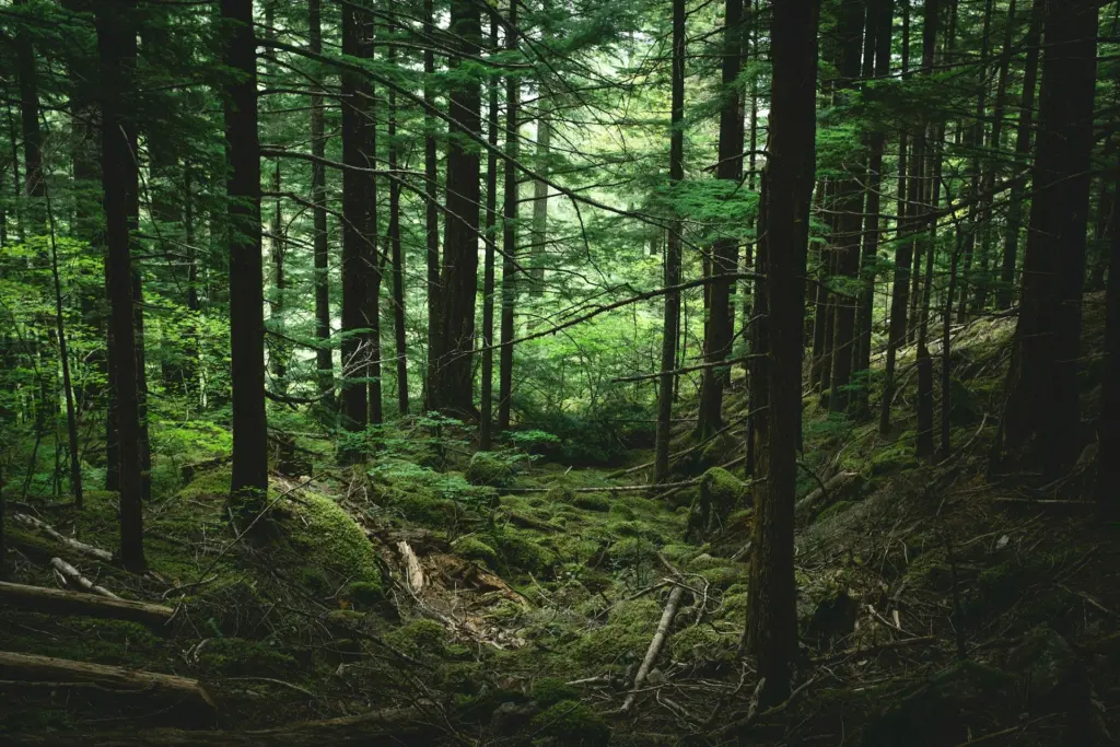 Photo by Ayako on Unsplash