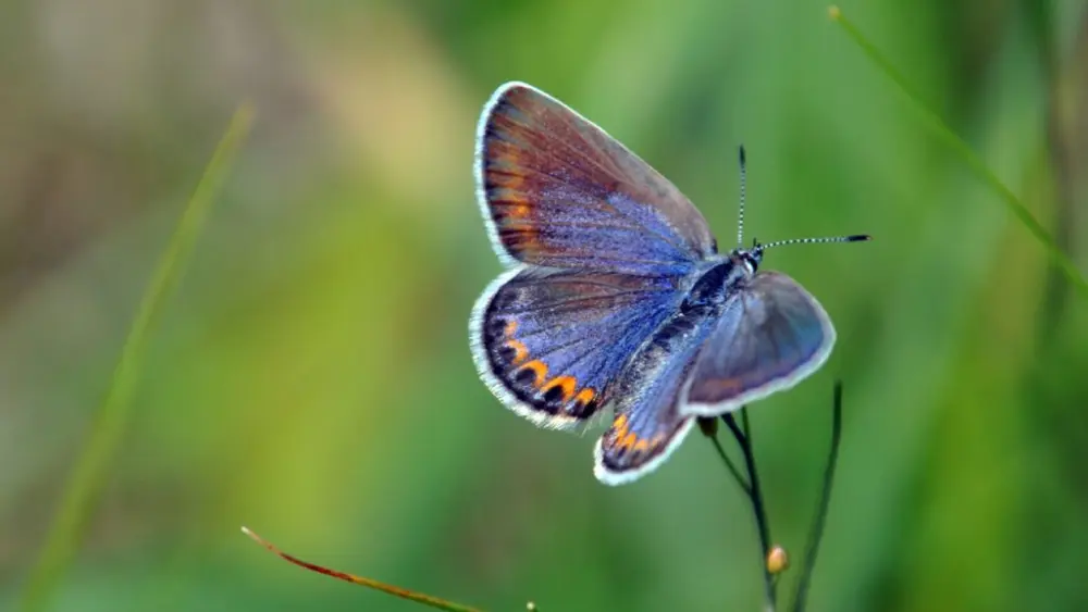 Female Karner Blue Butterfly. (Photo by Jill Utrup/USFWS)