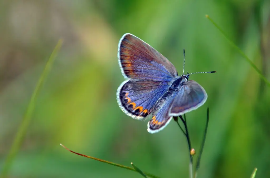 Female Karner Blue Butterfly. (Photo by Jill Utrup/USFWS)
