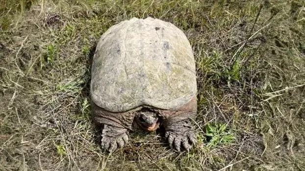 Snapping Turtle
