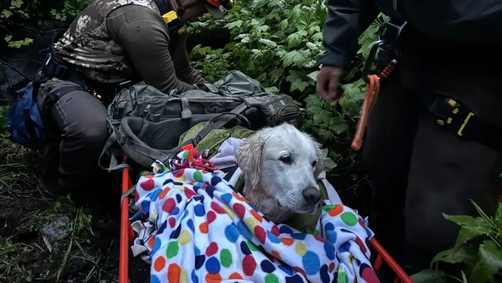Oregon Dog Rescue 6-21-25