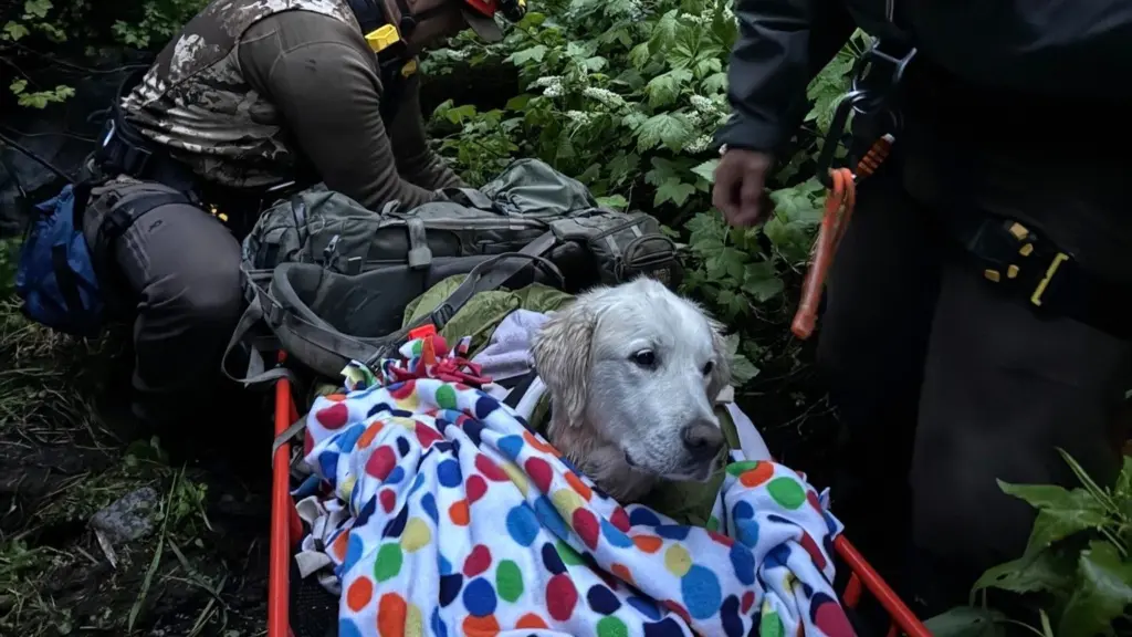 Oregon Dog Rescue 6-21-25