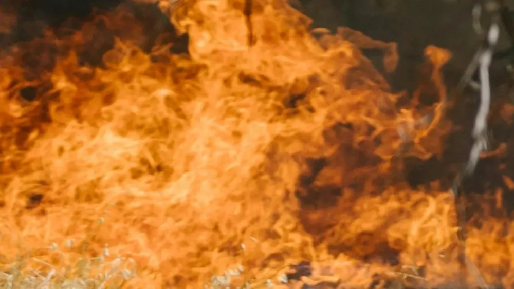Wildfire