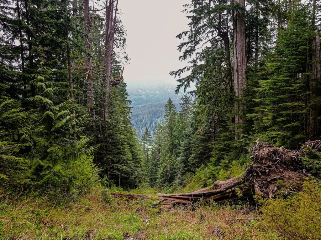 Photo by Pavł Polø on Unsplash