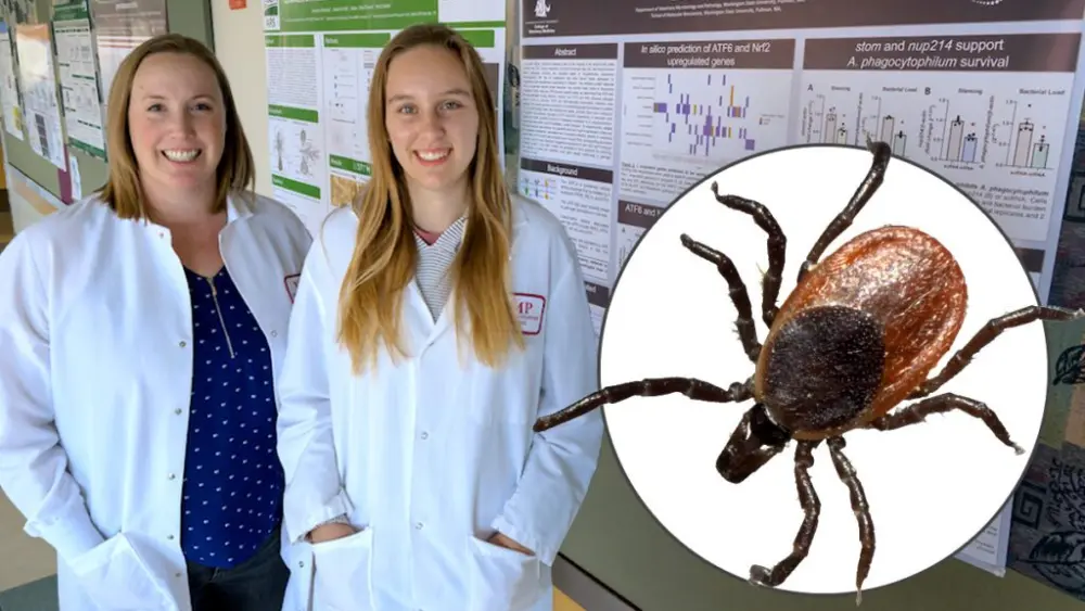 Dana Shaw, left, an associate professor in the Veterinary Microbiology & Pathology department of WSU's College of Veterinary Medicine, and Kaylee Vosbigian, right, a PhD graduate student in the Immunology and Infectious Diseases department, pose next to one of their research posters. (Photo by College of Veterinary Medicine/Ted S. Warren) Inset: Ixodes scapularis, also known as a black-legged tick. (Photo by Robert Webster on Wikimedia Commons)