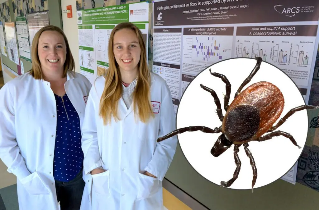 Dana Shaw, left, an associate professor in the Veterinary Microbiology & Pathology department of WSU's College of Veterinary Medicine, and Kaylee Vosbigian, right, a PhD graduate student in the Immunology and Infectious Diseases department, pose next to one of their research posters. (Photo by College of Veterinary Medicine/Ted S. Warren) Inset: Ixodes scapularis, also known as a black-legged tick. (Photo by Robert Webster on Wikimedia Commons)