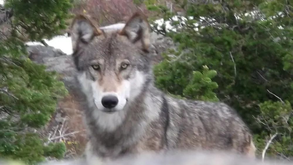 Wolf