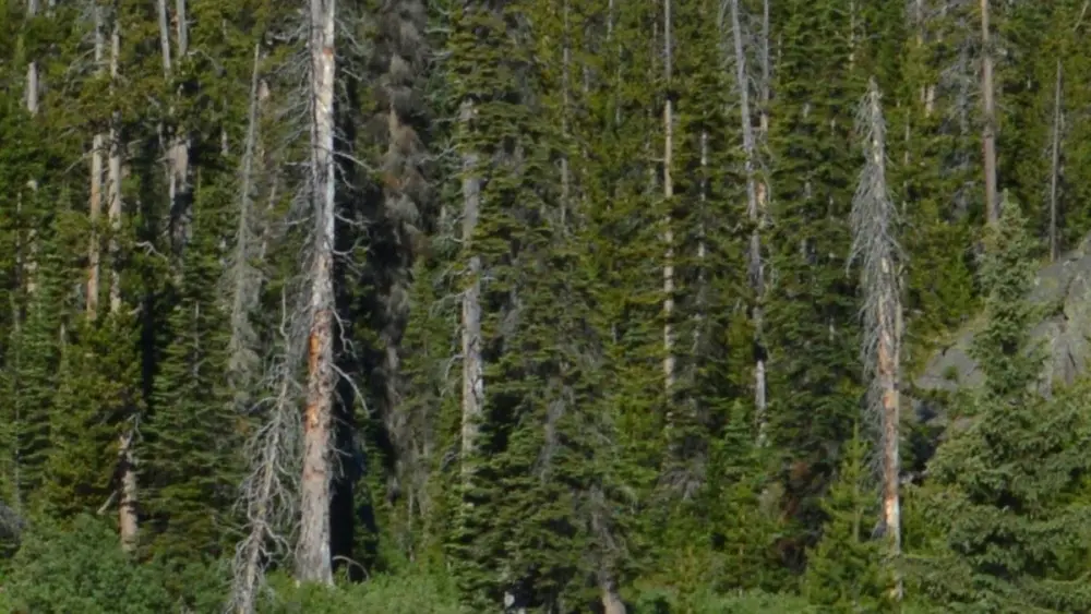 Dying/Dead Trees