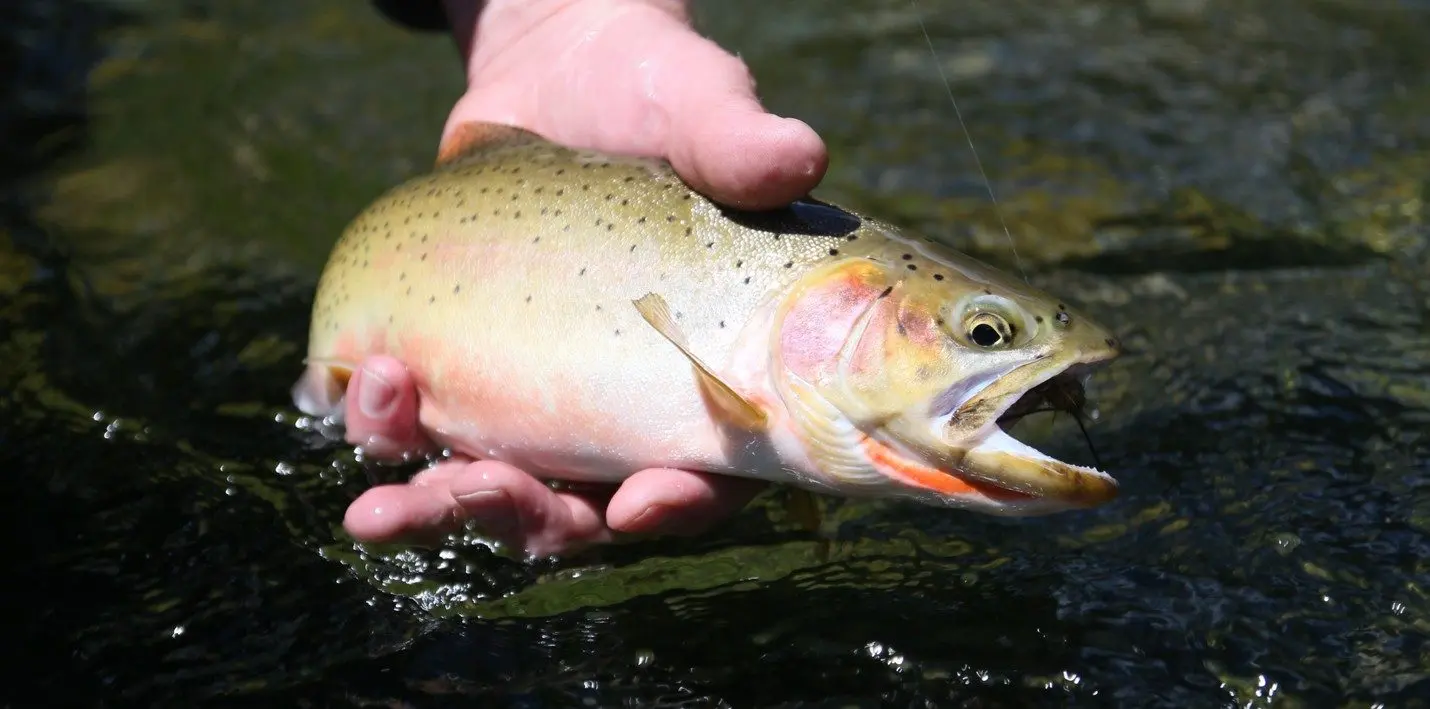 Idaho Fish and Game Clearwater Region