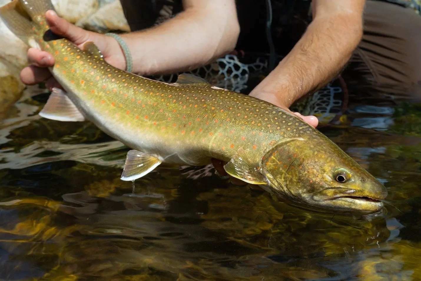 Idaho Fish and Game Clearwater Region