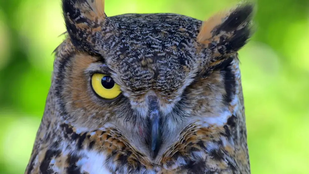 Eugene, a juvenile great horned owl, is shown on Thursday, May 29, 2025, in Pullman. Eugene was found with a broken wing and an injured eye in Minnesota, and now has a second chance at life as the latest educational ambassador in WSU’s Raptor Club. (Photo by College of Veterinary Medicine/Ted S. Warren)