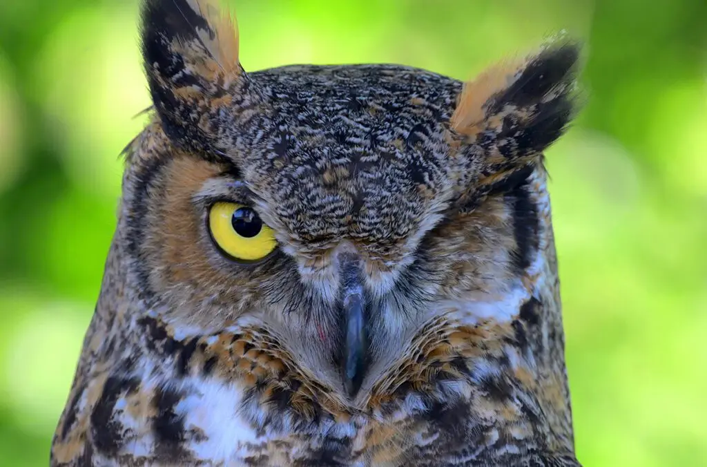 Eugene, a juvenile great horned owl, is shown on Thursday, May 29, 2025, in Pullman. Eugene was found with a broken wing and an injured eye in Minnesota, and now has a second chance at life as the latest educational ambassador in WSU’s Raptor Club. (Photo by College of Veterinary Medicine/Ted S. Warren)
