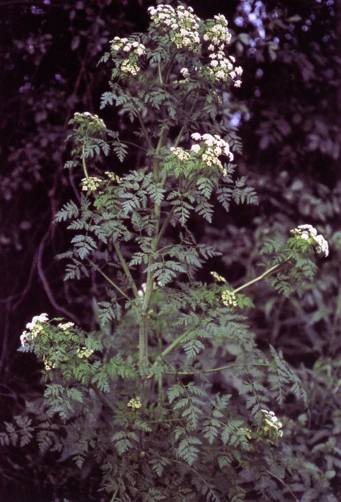 Public Domain, https://commons.wikimedia.org/w/index.php?curid=2740278