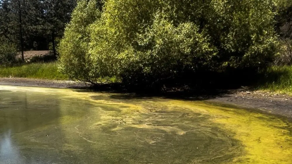 Cyanobacteria at Winchester Lake - Nez Perce Tribe