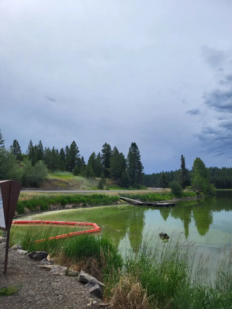Cyanobacteria at Winchester Lake - Nez Perce Tribe