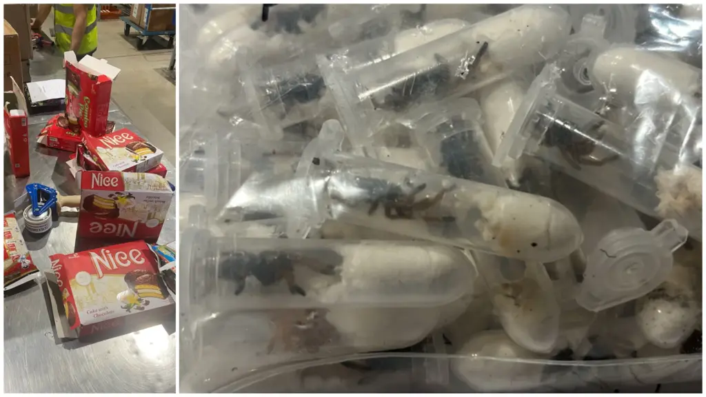 Cookie packages used to conceal smuggling