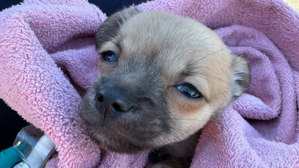 Firefighters Save Puppy With Narcan