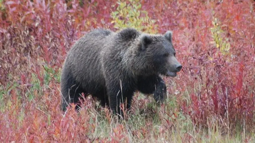 Grizzly Bear